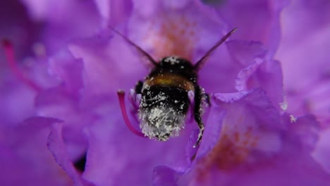 Hummel-Mit-Pollen-Trinkt-Nektar-Von-Blumen-Im-Garten