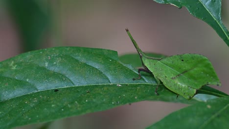 Seen-closer-moving-on-the-leaf-as-it-also-looks-like-a-leaf,-Systella-rafflesii-Leaf-Grasshopper,-Thailand