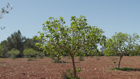 Higueras-Verdes-En-Suelo-De-Terracota-Bajo-Un-Cielo-Azul-Claro