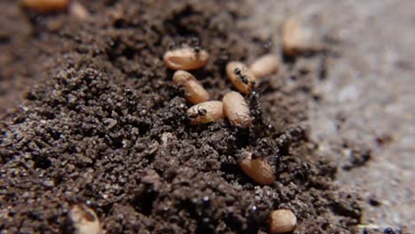 Foto-Macro-De-Grandes-Hormigas-Negras-Cuidando-Sus-Huevos