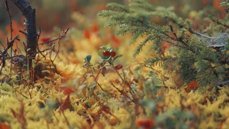 Ripe-red-berries-on-the-tiny-cranberry-shrubs-in-the-autumn-tundra