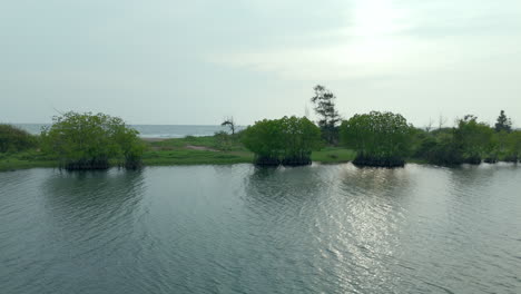 Mangroven-An-Einem-Seeufer-Und-Einer-Küste