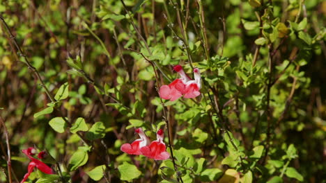 Nahaufnahme-Von-Roten-Und-Weißen-Mehrjährigen-Blumen-Und-Grünem-Laub-Im-Gartenbereich,-An-Einem-Hellen-Nachmittag