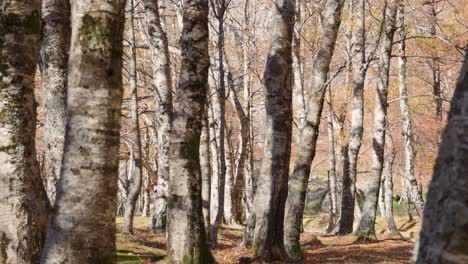 Slider-shot-among-birch-trees-in-fall-season,-Covao-d'Ametade,-Serra-da-Estrela