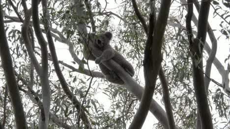 Full-body-and-head-view-of-a-large-male-Koala-sleeping-between-the-branches-of-an-Australian-Eucalyptus-tree