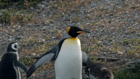 Pingüino-Rey-Caminando-Con-Pingüinos-De-Magallánicos-En-Isla-Martillo,-Ushuaia