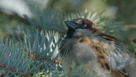 Male-House-Sparrow-on-spruce-tree-branch-chirps-over-and-over,-closeup