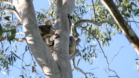 Australischer-Koala,-Der-Sich-An-Einen-Eukalyptusbaum-Klammert,-Wacht-Langsam-Aus-Dem-Schlaf-Auf-Und-Schaut-Sich-Um