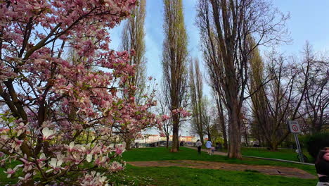 Cherry-blossom-in-beautiful-park-of-Prague-city,-static-view