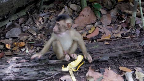 Cute-and-adorable-Baby-Pigtail-Macaque-enjoying-remains-of-banana-fruit