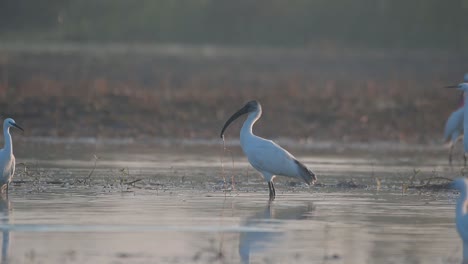 Black-headed-ibis-Fishing-in-Wetland-in-Morning