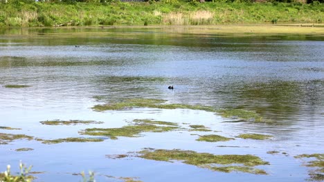 Ein-See-Mit-Vielen-Grünen-Pflanzen-Und-Einer-Darin-Schwimmenden-Ente
