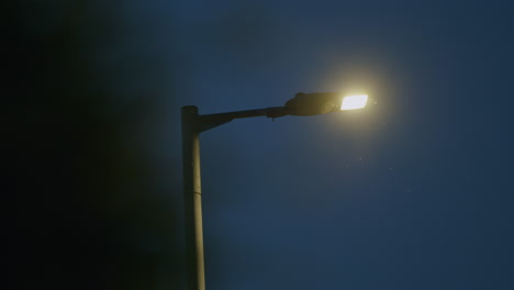 Street-lamp-in-low-evening-light-with-blurred-bush-in-foreground