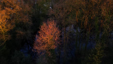 Descending-drone-above-winter-orange-tree-tops-next-to-water-lit-by-sunrise