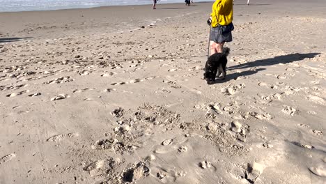Person,-Die-Mit-Ihrem-Hund-Am-Sandstrand-Spazieren-Geht