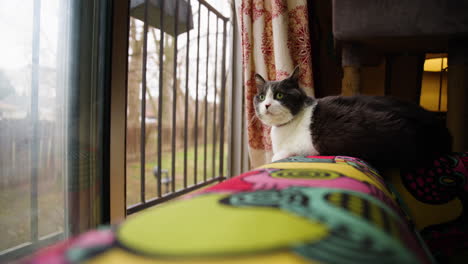 Wide-angle-view-of-cat-at-edge-of-patterned-colorful-couch-staring-outside-at-yard