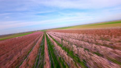 Drohnenflug-über-Blühende-Aprikosenfelder-Im-Frühling