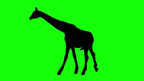 A-silhouette-of-a-giraffe-walking-on-green-screen,-side-view