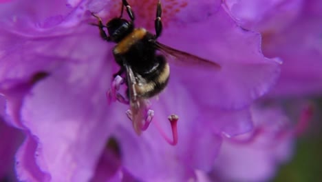 Foto-Macro-De-Abejorro-En-Flor-Morada