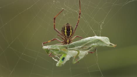 St-Andrew's-Cross-Female-Spider-Underside-Holding-Onto-Praying-Mantis-Caught-In-Web-Daytime-Australia-Victoria-Gippsland-Maffra-Close-Up