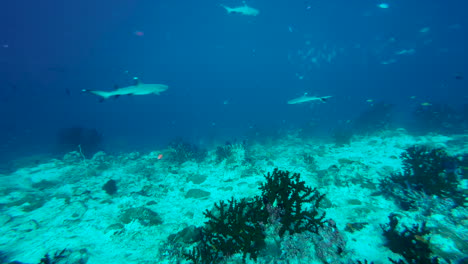 Arrecife-De-Coral-En-El-Océano-Índico-Con-Tiburones-De-Arrecife-De-Punta-Blanca-Patrullando-De-Un-Lado-A-Otro
