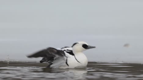 Male-Smew-duck-rises,-flaps-wings,-settles-back-onto-water-surface,-slow-motion