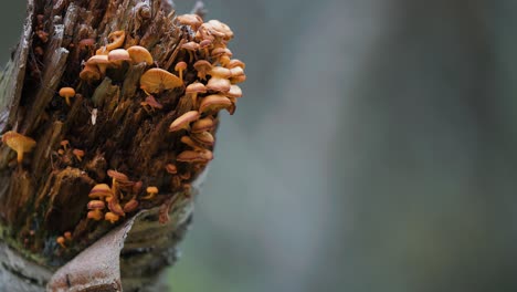 Miniatur-Pilze-Wachsen-Auf-Dem-Verrottenden-Baumstamm