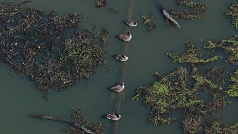 Canada-Geese-On-The-Pond-At-PATH400-Park-Trail-In-Atlanta,-Georgia