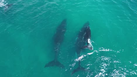 Family-of-humpback-whales-swimming-in-open-sea