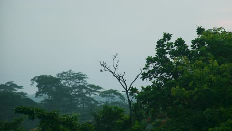 Wildlife-Szene-Mit-Dichter-Natur-Im-Amazonas-Regenwald-Bei-Sonnenaufgang