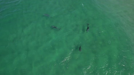 Pod-Of-Bottlenose-Dolphins-Playing-Under-Sea-Surface-In-New-South-Wales,-Australia