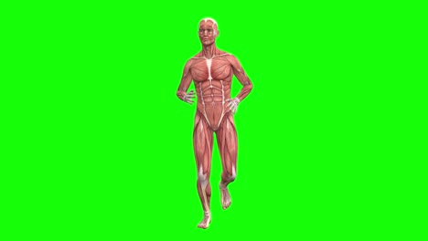 3D-male-muscles-anatomy-running-on-green-screen-seamless-loop-3D-animation,-front-view