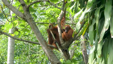 Junge-Orang-Utans-Bleiben-Bis-Zu-8-Jahre-Bei-Ihrer-Mutter,-Bevor-Sie-Unabhängig-Werden