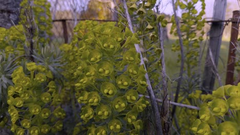 Gorgeous-Euphorbias-In-Front-Of-A-Fence-In-A-Windy-Day,-Galicia,-Spain