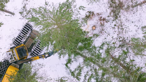 Cosechadora-Talando-Y-Desramando-Abetos-En-Bosques-Nevados,-Antena-Aérea