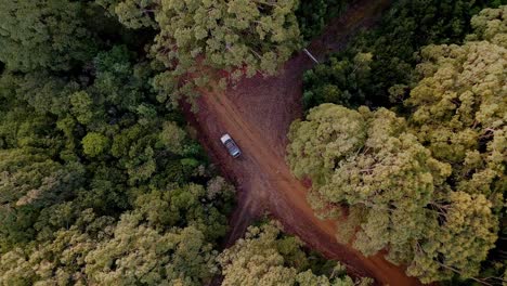 Top-shot-of-car-parked-in-between-a-dense-forest-in-Stormlea,-Tasmania