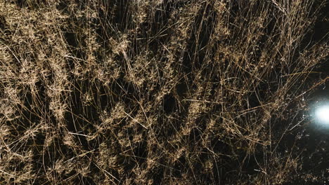 Dried-Grass-Reeds-Over-Swamps-In-Bell-Slough-State-Wildlife-Management-Area,-Arkansas-USA