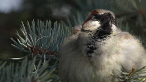 Closeup-puffy-male-House-Sparrow-chirps,-peeps-on-spruce-tree-limb