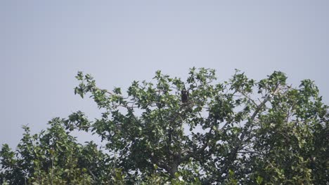 A-White-rumped-vulture-or-Gyps-bengalensis-bird-perching-or-resting-in-its-nest-on-a-tree-branch-in-Ghatigao-area-of-Madhya-Pradesh-India