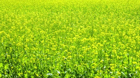 Vibrant-yellow-rapeseed-field-under-the-bright-sun,-perfect-for-ecological-themes