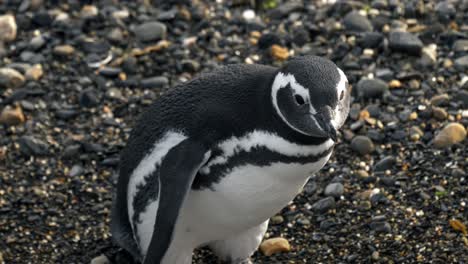 Magellanic-penguin-walking-in-to-the-sea-in-Isla-Martillo,-Ushuaia,-Argentina