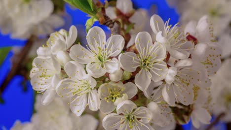 Una-Perspectiva-Giratoria-De-Flores-Floreciendo-En-La-Rama-De-Un-árbol,-Mostrando-El-Crecimiento-Y-La-Floración-Contra-Un-Fondo-Azul-Sereno,-Simbolizando-El-Despertar-De-La-Naturaleza-Primaveral