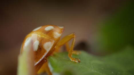Orange-ladybird-using-legs-to-balance-on-green-leaf