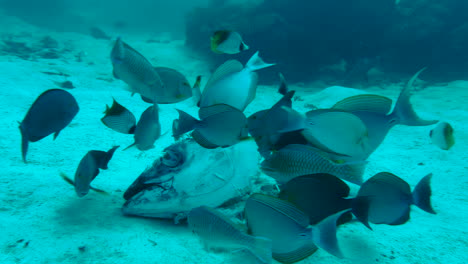 Grupo-De-Peces-De-Arrecife-Alimentándose-Ansiosamente-De-Una-Enorme-Cabeza-De-Atún-Muerta-Que-Yace-En-El-Fondo-Marino-Arenoso