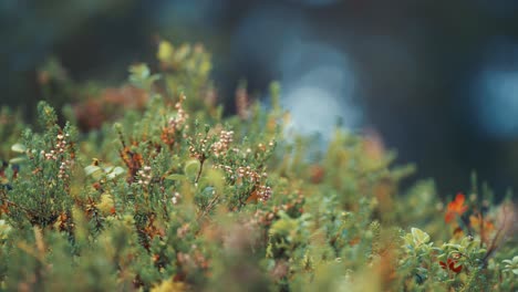 Ein-Gewirr-Aus-Heidekraut-Und-Cranberry-Sträuchern-Bedeckt-Den-Boden-In-Der-Herbsttundra
