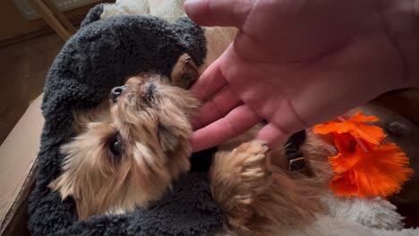 Sweet-Yorkshire-Terrier-lies-wrapped-in-a-Hawaiian-scarf-and-plays-with-its-owner