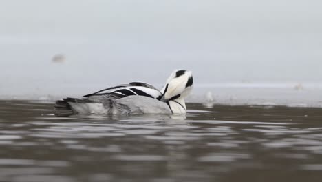 Male-Smew-scratches-wing-with-beak-while-swimming-in-ice-free-stretch-of-water