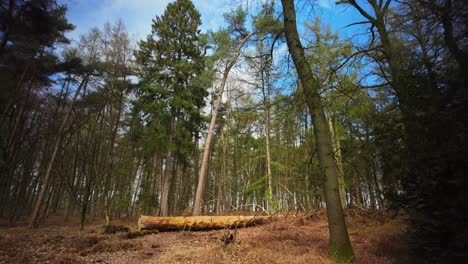 Dead-cut-tree-in-green-birch-tree-forest-with-brown-leaves-wide-angle-pov-forward