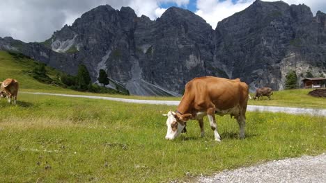 Wide-Establishing-Shoot-of-cattle-green-grazing-on-an-area-together