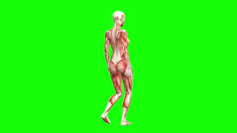 3D-Anatomie-Weiblicher-Muskeln-Beim-Gehen-Und-Drehen-Um-360-Grad-Auf-Grünem-Bildschirm,-Nahtlose-3D-Animation